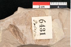 Foto (Detailansicht) von Taxodium distichum miocenicum Heer (NHMW-GEO-2024-0188-6431)
